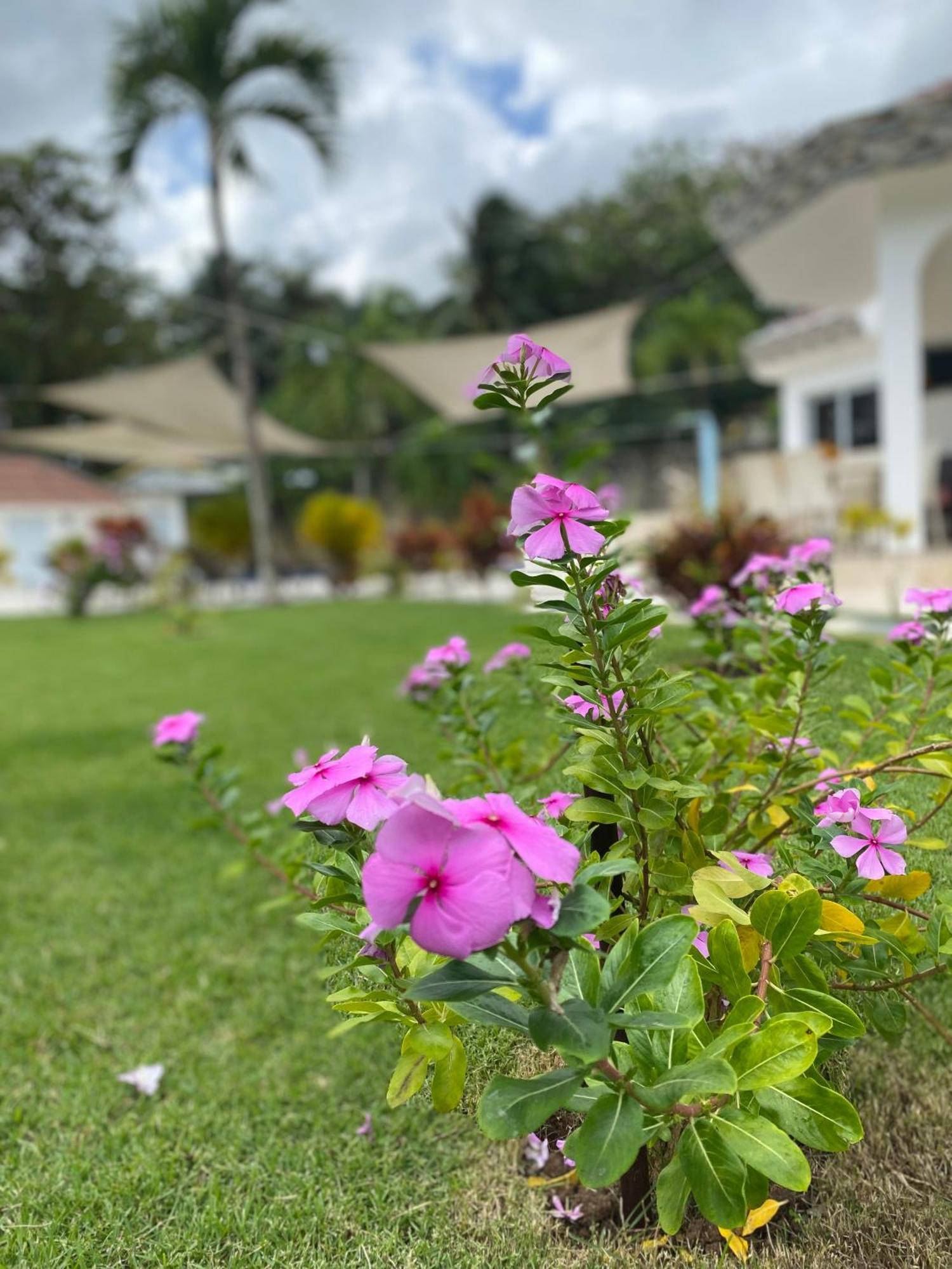 Casa Blanca - White House Lägenhet Cabarete Exteriör bild